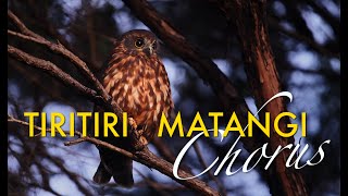 TIRITIRI MATANGI ISLAND CHORUS [upl. by Sabella884]