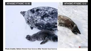 Weddell Seal MomPup Mass Transfer Image Sliders [upl. by Ynnaj774]