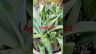 agave ka plant agave gardening indoorplants plants gardening love [upl. by Uball726]