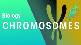 What Are Chromosomes  Genetics  Biology  FuseSchool [upl. by Caryn]