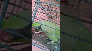 Perrot tilking parrot funny parrottalking [upl. by Gombosi]