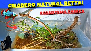 COMO CRIAR BETTA en CASA Método NATURAL SIN cambio de agua y BARATO Parte 1 [upl. by Foskett447]