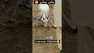 Listeriosis Diseases Goats Circling cowmandi bakramandi listeriosis animal sheep goatfarming [upl. by Etnoval991]