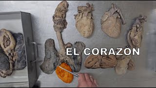 ANATOMÍA DEL CORAZÓN [upl. by Goldberg874]