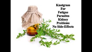 Knotgrass  For Fatigue Parasites and Kidney Problems  No SideEffects [upl. by Efrem]