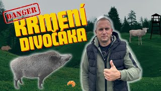 DIVOČÁK JELEN HUSY  krmil jsem vše Můžete i vy [upl. by Aneehsirk]