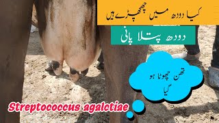 Yes We Treat Mastitis  Flaky Mastitis in Cattle and Buffalo Streptococcus agalactia Mastitis [upl. by Adnilema]