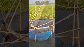 Village fisherman catching huge deshi fish by bheshal net trap in River fishing catchfish fish [upl. by Audres]