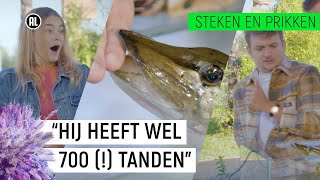 DOODSBANGE PRESENTATOR WORDT GEBETEN DOOR SNOEK  Steken en Prikken S2 10  NPO Zapp [upl. by Massarelli]