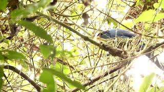 Turquoise Jay Cyanolyca turcosa Guango Lodge Napo Ecuador [upl. by Quirita]