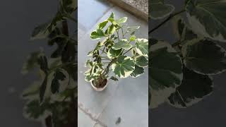 Shield Aralia Polyscias Scutellaria plant indoor aralia new view viralshort vlog subscribe [upl. by Capriola]