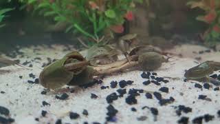 My Triops [upl. by Repsihw]