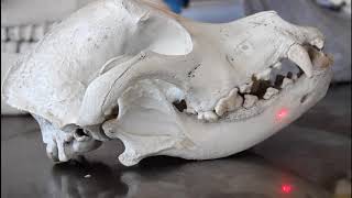 Osteología comparada del cráneo Equino Bovino y Canino [upl. by Sigler240]