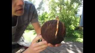 How to Grow a Coconut Palm from a Dehusked Coconut Stepbystep [upl. by Kone904]