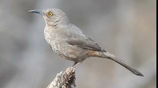 Curvebilled Thrasher Call Video Bird Songs Western North AmericaNature Sounds for Sleep Relaxing [upl. by Lanford]