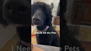 When You Stop Petting Your Dog But They Demand More happydog ilovemydog poodle pawsitivepoodle [upl. by Nosyerg]