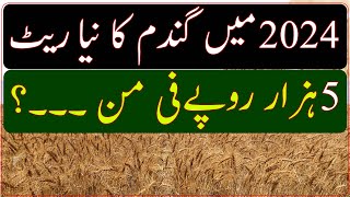 Wheat price 2024 in punjabwheat yield per acrehow to increase wheat production in pakistan [upl. by Nosna413]