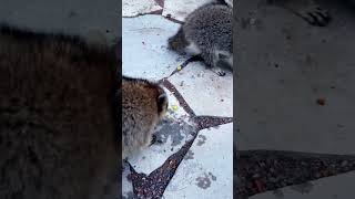 Early morning with raccoon youngsters enjoying breakfast [upl. by Htebazile]