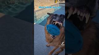 Fugg their whole day up German Shepherd GSD 👈😏🐶new shorts ytshorts viral viralshorts [upl. by Ingamar]