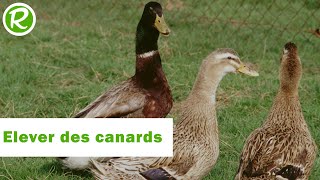 Elever des canards chez soi [upl. by Enyaht615]