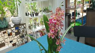 cattleya odontoglossum airplant in bloom [upl. by Ty35]