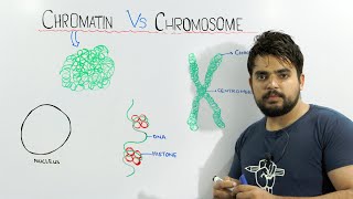 Chromatin vs Chromosome  An important concept of biology [upl. by Willms486]