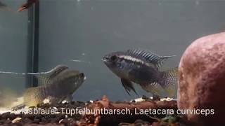 Türkisblauer Tüpfelbuntbarsch Laetacara curviceps  ShrimpVisions [upl. by Babbie]