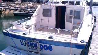 1970 28 Luhrs Sportfisher 318 V8 [upl. by Strohbehn]