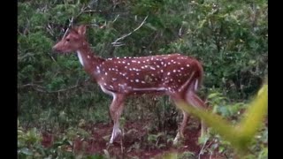 Lanai Archery Hunt  Doe Fever  Ground Blind 2023 [upl. by Yance]