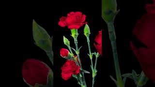 Carnation flowers blossom time lapseshort [upl. by Ardek]