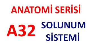 Solunum Sistemi A32  Anatomi Serisi [upl. by Maison]