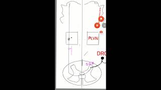 Lateral spino thalamic tract [upl. by Leind]