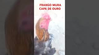 FRANGO FOGOSO CAPA DE OURO❤ [upl. by Yacov]