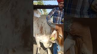 Gir Cow Ghee Lounch Kre Kyaa shorts [upl. by Rolyt980]