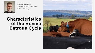 Characteristics of the Bovine Estrous Cycle [upl. by Scottie38]