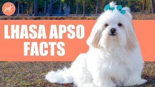 Lhasa Apso Dog Breed 9 Amazing Facts You Must Know [upl. by Rosenblum]