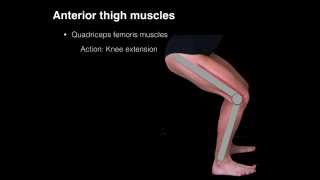 Anterior thigh muscles [upl. by Gyasi805]