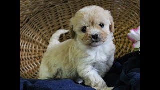 Havapoo Puppies for Sale [upl. by Eninnej]