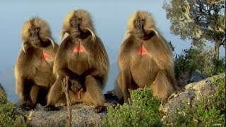 Defending a Monkey Harem  Clever Monkeys  BBC Earth [upl. by Trella552]