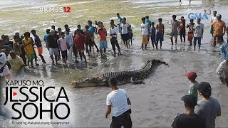 Kapuso Mo Jessica Soho Higanteng buwaya namataan sa Tawitawi [upl. by Muna266]