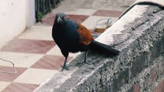 Greater coucal sound bird [upl. by Mori]