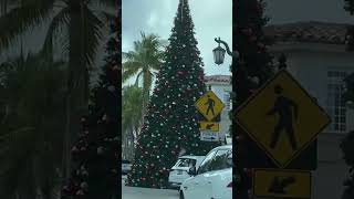 Massive Christmas Trees youtubeshort shorts christmastrees merrychristmas [upl. by Nailliw803]