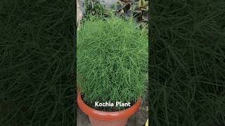 Kochia Plant 🪴 [upl. by Yelnik]