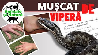 ATENTIE Iată ce pățești dacă te mușcă VIPERA DE STEPĂ Vipera ursinii [upl. by Leopoldeen569]