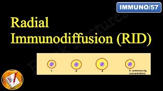 Radial Immunodiffusion Mancini Technique FLImmuno57 [upl. by Vogel]