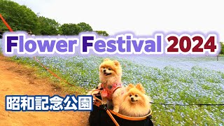 Flower Festival 2024！ネモフィラ 花畑！昭和記念公園！ [upl. by Sapienza583]