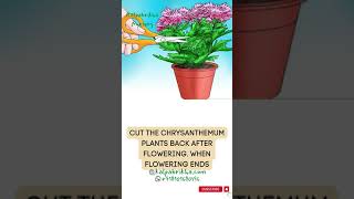 How to Propagate Chrysanthemum Plant [upl. by Etnoek]