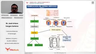 Desarrollo del sistema nervioso  Embriología del sistema nervioso [upl. by Yra342]