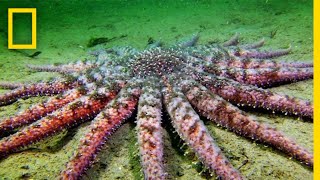 Sunflower Seastar Terrifying Predator  National Geographic [upl. by Gagne]