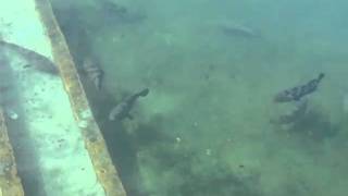 Salt Water Reef Pool with Live Fish at Eagle Point Resort in Batangas Beach Resort [upl. by Herv]